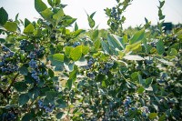 シルバーバレーファーム 北米ブルーベリー生産最大手もイチ推し　高ポリフェノール ビタミンB 体脂肪燃焼 糖質代謝に◎なメニューでダイエットや女性ホルモン低下対策へ♪