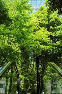 10/22～10/24 東京建物 大手町タワーの森で五感に響く秋フェス☆ 森の市2026―都市の森で同期する―開催　木と緑が生む音と美食 アート 工芸品に触れて 心と体を整える3日間