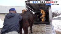 「地震さえなければ」“能登牛”生産者が涙の廃業を決断　能登半島地震
