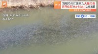 「多すぎて数え切れない」霞ヶ浦に注ぐ川に大量の魚　地元住民も困惑する現象のワケを現地で取材