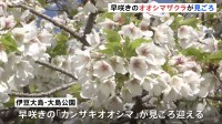 早咲きの“オオシマザクラ”が見ごろ　見物客が一足早い花見を楽しむ　東京・伊豆大島