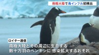 南極で初の鳥インフルエンザ カモメの死骸から検出 ペンギンに感染拡大の懸念も
