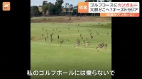 カンガルーの大群がゴルフ場に 「私のゴルフボールには乗らないで」 オーストラリア