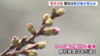 東京の桜　開花は「数日後」 つぼみのほころびも見られず　寒の戻りで開花遅れ