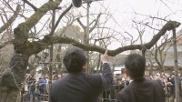 東京の桜　開花発表はお預け　基準にあと1輪足りず