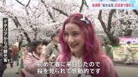 桜満開　都内の名所に多くの花見客　上野公園には外国からの旅行客も「家族と一緒に飲食して楽しんでいる光景は新鮮」