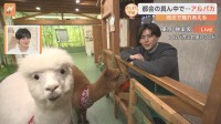 もふもふアルパカと触れ合う！都会のど真ん中でできる“驚き体験”とは【すたすた中継】