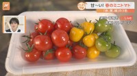 東京・青梅市で3色ミニトマトの収穫体験！ミニトマト…実は春が一番甘い？？【すたすた中継】