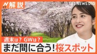 まだまだ桜を満喫！ 週末見ごろ「花見の名所」は？ GWはどこの桜が満開に？【Nスタ解説】