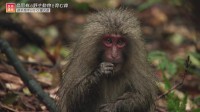 屋久島のサルはなぜぬいぐるみみたいなのか？進化の実験場･･･屋久島と世界遺産の島々