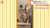 冷蔵庫に乗りたいのに乗れない猫。そのワケは？