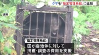 クマを「指定管理鳥獣」に追加　捕獲などの財政支援「秋に間に合うように準備」 伊藤環境大臣