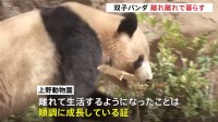 「少しずつ慣れてくれたらいいな」上野動物園の双子パンダ“初めて離れ離れ”に　園は「順調に成長している証」