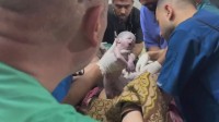 「生まれたときから孤児に」イスラエル軍の空爆で死亡した母親の胎内から赤ん坊救出　ガザ南部ラファ