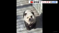 中国の動物園で「パンダ犬」が出現　その正体は毛を染めた犬のチャウチャウ