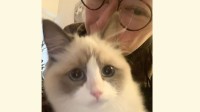 遠野なぎこさん マッチングアプリ退会を報告「今の私にはもう必要ない」愛猫の写真を投稿