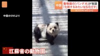 中国の動物園で話題の「パンダ犬」 チャウチャウの毛を染めて人気を呼ぶ姿がまさに「客寄せパンダ」状態