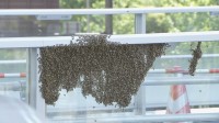 「見かけたら刺激しないで」都心の歩道橋に大量のハチ　新しい巣づくりで移動か　東京・港区