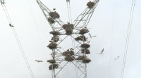 ポルトガルで越冬のための渡りをやめて鉄塔を住処にするコウノトリ増加