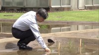 天皇陛下が皇居で毎年恒例の田植え　うるち米ともち米　9月には110キロほどを収穫予定