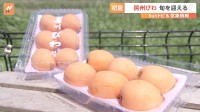 房総半島の初夏の味覚“ビワ”が旬　暖冬の影響で豊作に