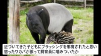 女性飼育員、体重400キロのバクに噛まれ重傷　群馬サファリパーク