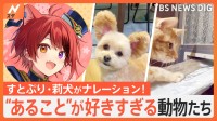 【すとぷり・莉犬がナレーターに全力挑戦！】“お散歩”に耳がピーン！“新聞の投函”に爪を使って器用に取り出し　可愛く反応する動物たち