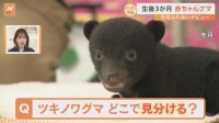 元気いっぱい！ツキノワグマの赤ちゃんがデビュー　見分けるコツは「模様」 子グマとふれあえる熊本の動物園をすたすた！