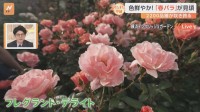 横浜の英国式庭園で見頃を迎えた春のバラ　そもそもトゲは何のために？バラのグルメも楽しみながら“バラのトンネル”も【すたすた中継】