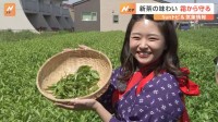 新茶の季節　狭山茶の美味しい飲み方とは【SUNトピ】