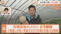 メロン狩りの季節到来！獲れたてを美味しく食べる保存方法は？メロンを丸ごと使った贅沢スイーツを味わいながら、茨城の名産地をすたすた！