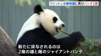 「パンダたちがワシントンに！」2頭がワシントンの国立動物園に再来訪