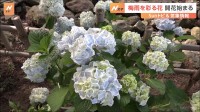 梅雨を彩る「紫陽花（あじさい）」の開花はじまる【SUNトピ】