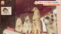 癒やされると大人気！小動物と触れあえるスポットが原宿に。ミーアキャットが直立する意外なワケとは？「原宿かわいい動物園」をすたすた！