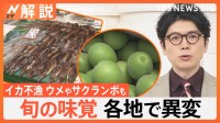 スルメイカが…サクランボも…旬の味覚が続々ピンチ 各地で異変、カメムシ大量発生のおそれ【Nスタ解説】