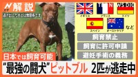 “最強の闘犬”ピットブル2匹が逃走　パンク町田さん「人間に対し従順だが、一度怒ると簡単には制御できない」【Nスタ解説】