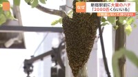 JR新宿駅前の歩道でハチが大量発生　歩道も一部規制　新宿区の担当者「見かけても刺激しないで」