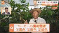 日本では珍しい国産のコーヒー農園が千葉県に　コーヒーの花は白色、では実は何色？焙煎体験も出来る希少なコーヒーを味わいながらすたすた！