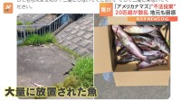 「20匹超が干からびた状態で散乱」茨城・霞ヶ浦で特定外来生物「アメリカナマズ」の“不法投棄”異臭騒ぎで住民困惑も