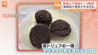 「ご提供できる日が来るかも」高級食材「トリュフ」が高尾山で見つかる！