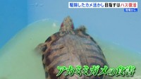 外来生物アカミミガメを肥料に　食害で消えたハス復活へ【新潟市】