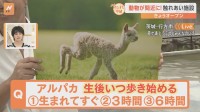 動物と間近にふれあえる！「どうぶつとみんなのいえ」茨城県にオープン【すたすた中継】