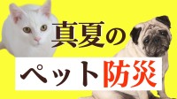 南海トラフ巨大地震が起きたら「ペット」をどう守る？東日本大震災では3000頭以上の犬が犠牲に…【ペット防災】