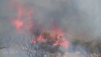 ギリシャ・アテネ近郊で山火事　住民が避難　近年は猛暑や乾燥のため、より頻繁で激しく