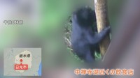 クマ被害相次ぐ　栃木・日光市　飲食店の厨房や冷蔵庫荒らす（カメラが捉える） 埼玉・女性（72）の顔を引っかき重傷負わせる