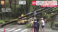 【台風7号】 被害は各地で　八丈島で信号機の向き変わる 渋谷区・広尾の住宅街では倒木被害も