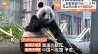 上野動物園のパンダ「リーリー」「シンシン」来月29日に中国返還へ　生まれ育った環境で高血圧の治療を