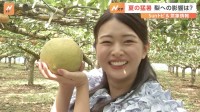 秋の味覚・旬の梨、夏の猛暑の影響による太陽光で甘く、味が濃厚に　梨を使ったスイーツも堪能【SUNトピ】