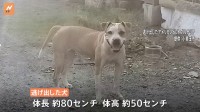 闘犬にも使われるアメリカンピットブルテリアが逃げ出す　現在も発見できず　市・警察が捜索中　茨城・小美玉市