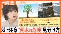 イチョウの枝落下で男性死亡　原因は「ギンナンの重み」？専門家に聞く“危険な街路樹”の見分け方【Nスタ解説】